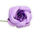 Picture of Rachetti Rose Spray Lilac Favour