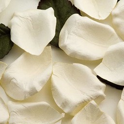 Picture of Paper Rose Petals in Ivory