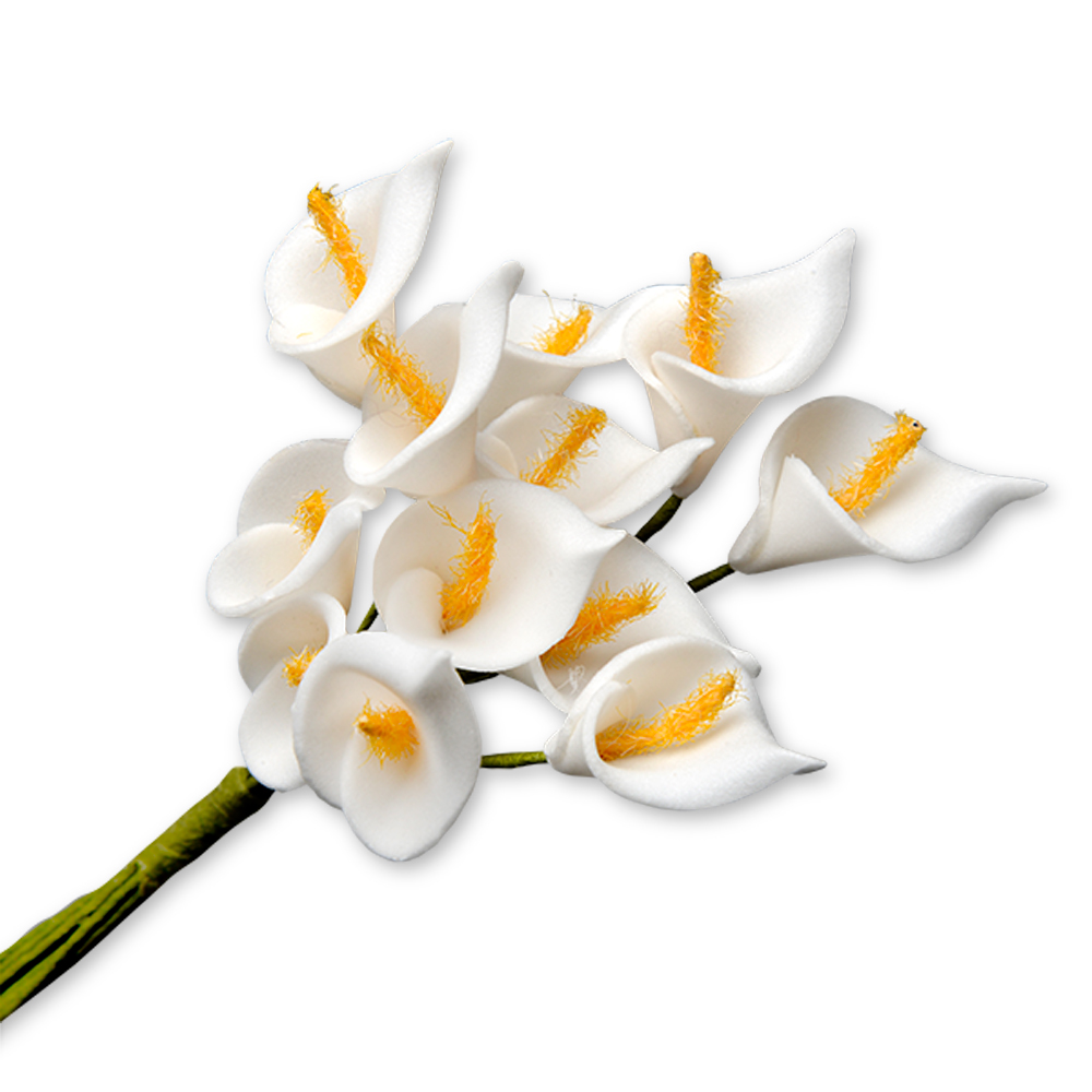 Picture of Arum Lily