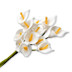 Picture of Arum Lily