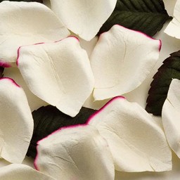 Picture of Paper Rose Petals in Ivory with Cerise edge