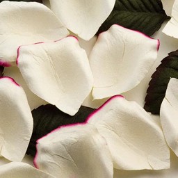 Show details for Paper Rose Petals in Ivory with Cerise edge Picture of Paper Rose Petals in Ivory with Cerise edge