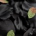 Picture of Satin Petals in Black